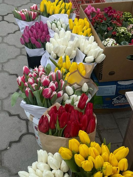 Тюльпаны оптом по 350 тенге