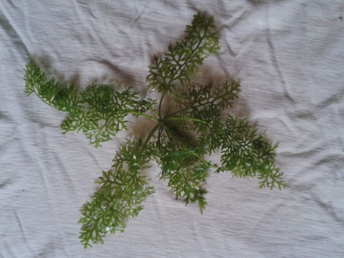 Аквариумни растения