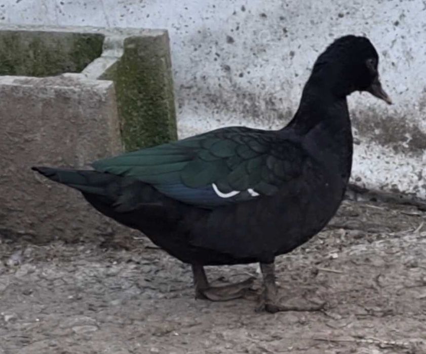 Rata leseasca salbatica