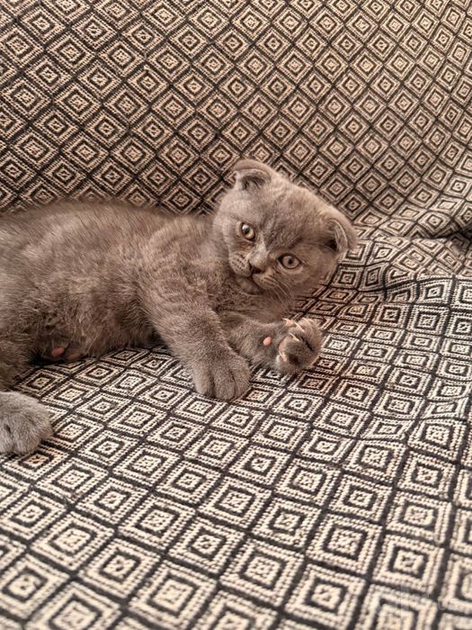 Скотиш страйт и фоллд