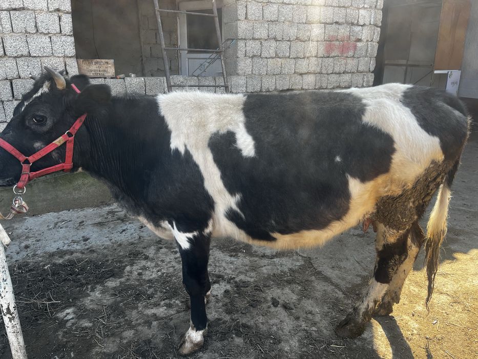 Сиыр бар 1 туған