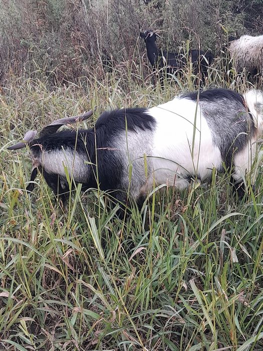 Țap mior pentru monta