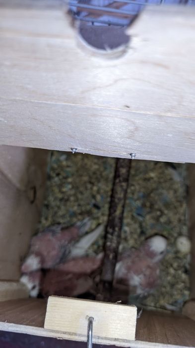 Валнистий тўти қушлар сотилади.