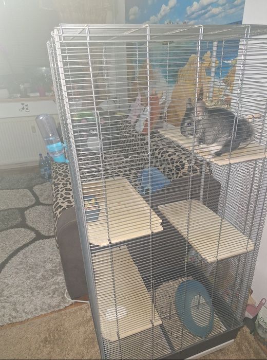 Băiețel chinchila +cușcă