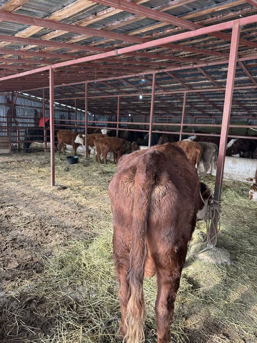 Продам быка мясного направления