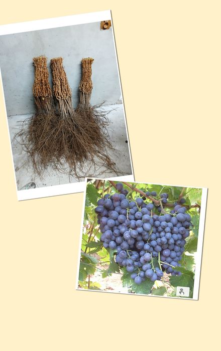 Producător butasi vita de vie