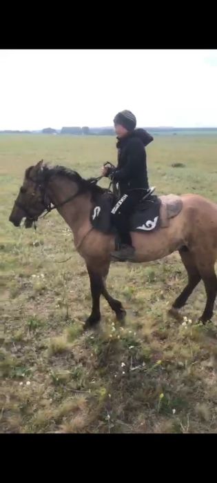 Продам коня иноходца