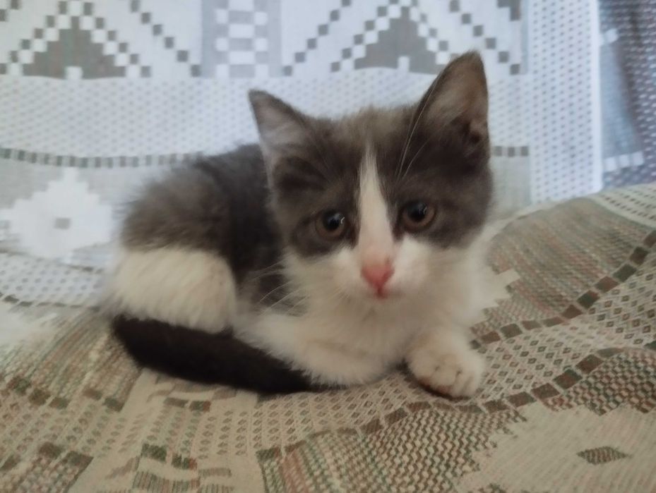 Девочка котёнок в добрые руки
