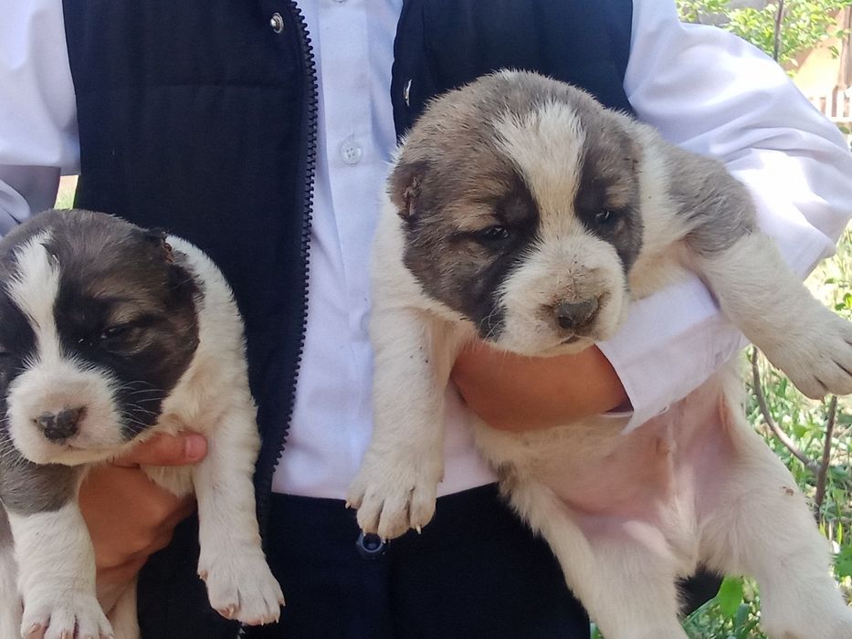 Алабай күшіктер сатылады