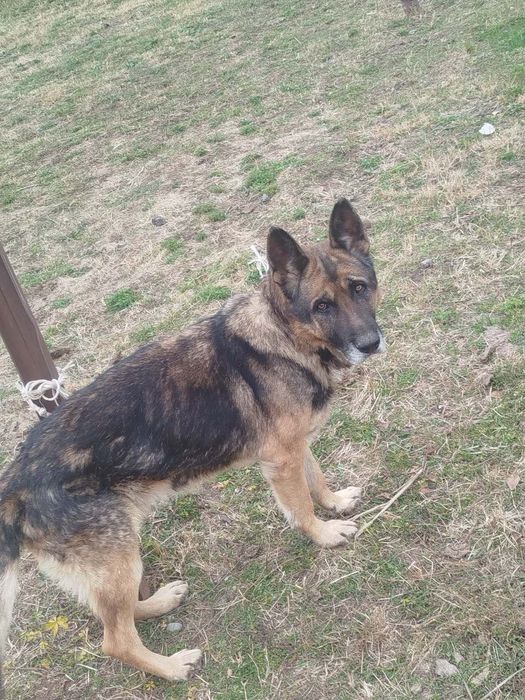 Опчарки ит (собака)  сотилади ёши 3 да исми Симба