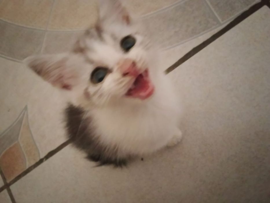 Котята ищут семью