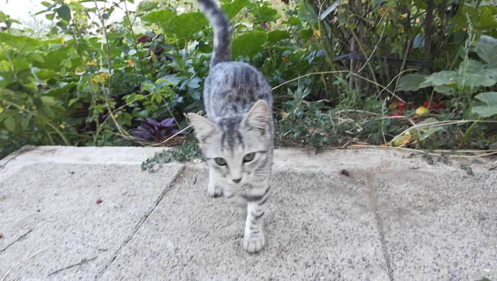 Котка тигър на 5 месеца