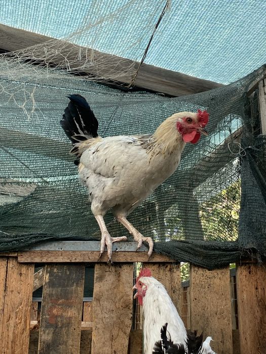 Молодые петухи в продаже