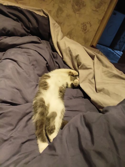 Отдам котенка веслаухого