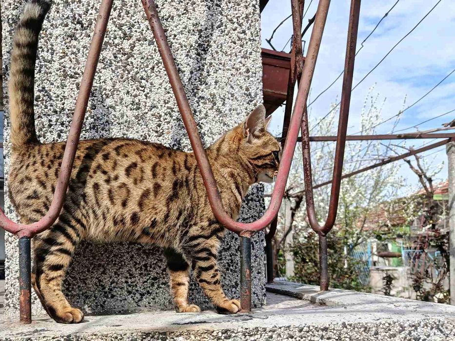 Продавам бенгалска котка