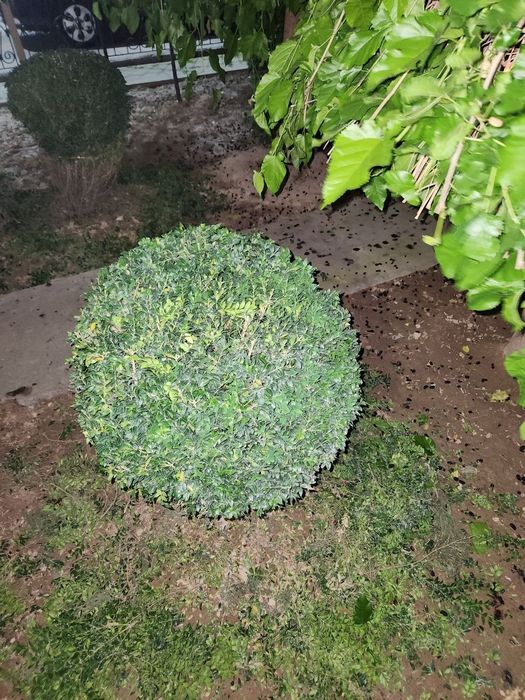 Gazon ekish xizmati landshaft ,poliv xizmati
