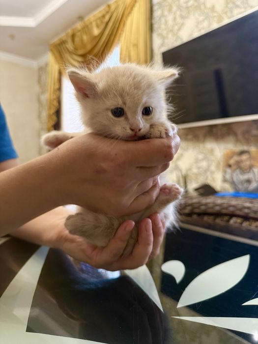 Котята крысоловы