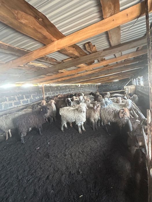 Тоқты баран сатылады