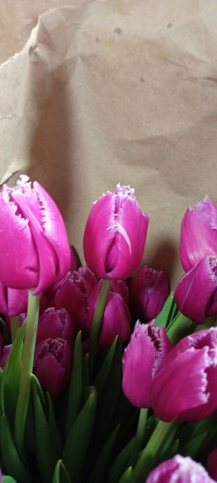 Тюльпаны оптом и розницу