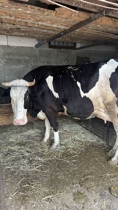 Vand vaca de lapte Holstein