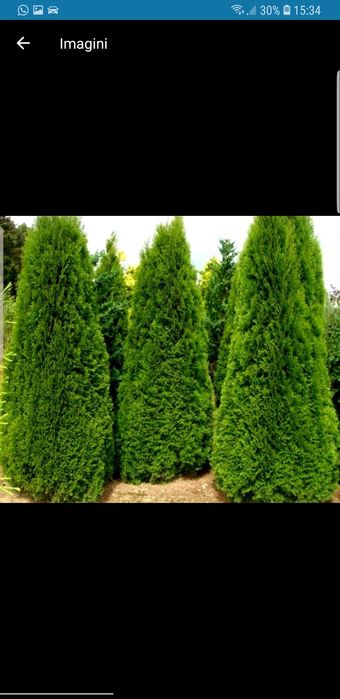 Tuia smaragd de mai multe dimensiuni tuia de calitate extra