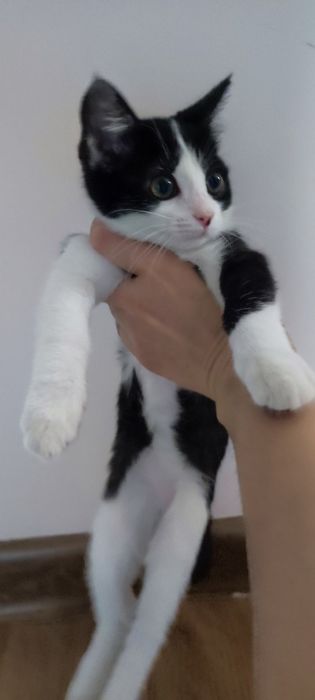 Отдам котенка бесплатно, 2 месяца