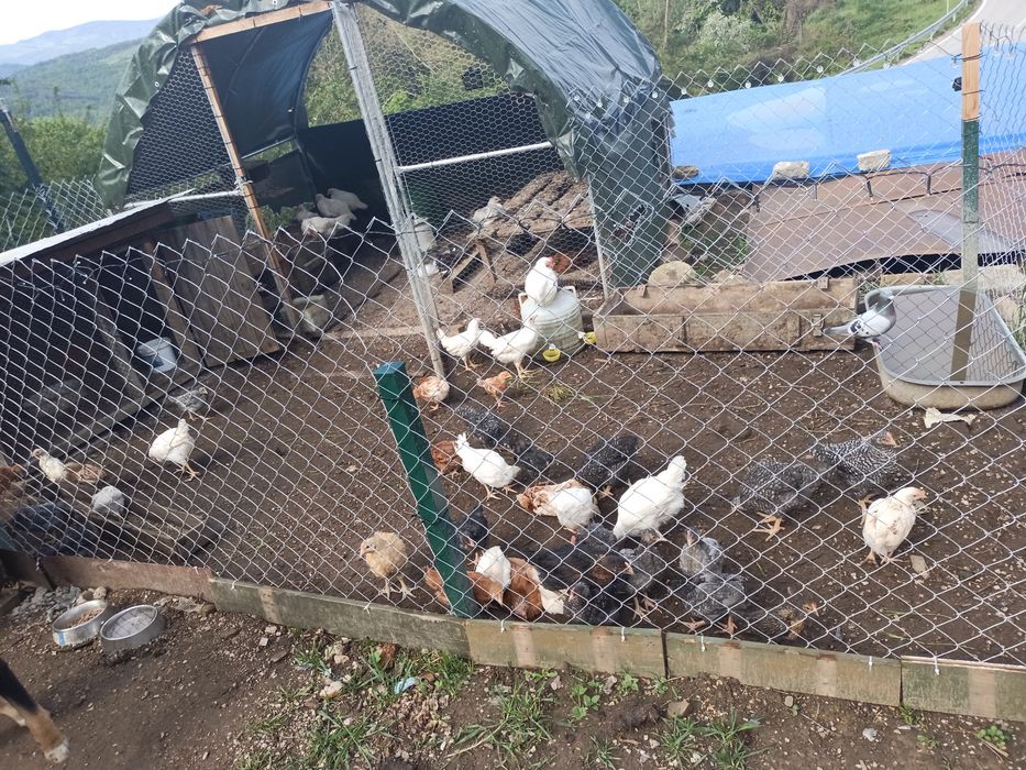 Продавам пилета на 1 седмица 2,3,4,5,6 месеца,яйца и петлета.