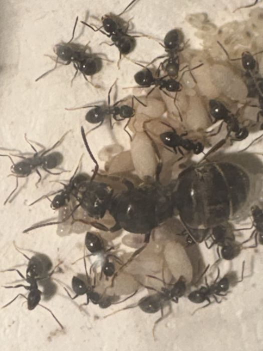 Муравьи  Lasius Niger с Польши