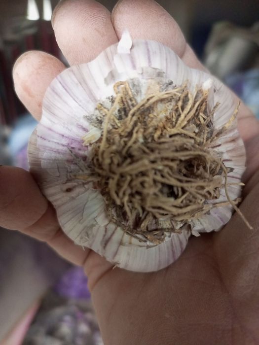 Продам крупный чеснок оптом