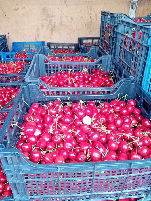 Продава се Земеделски имот в с. Черно море, Област Бургас -  кв.м за 265 €/дка - Снимка #3