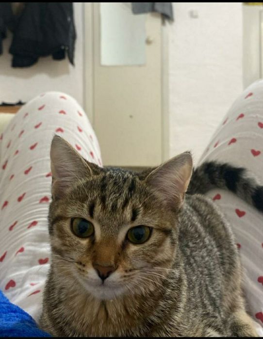 Пропала кошка, Юго-восток