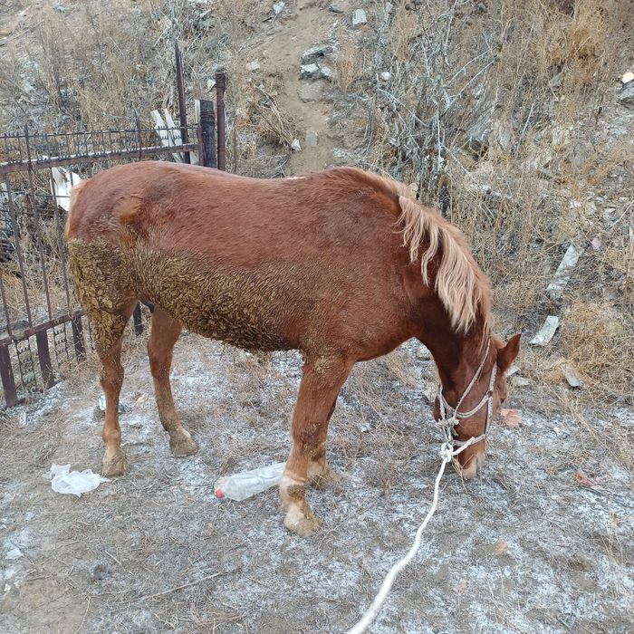 Продам лошадь,4года