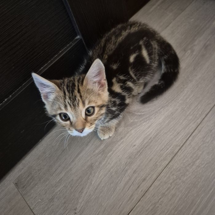 Продам породистых котят