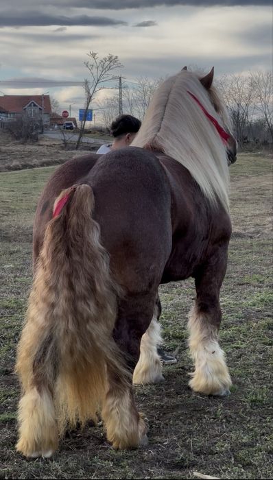 Super Armasarii pentru Montă Publică sau Vânzare !