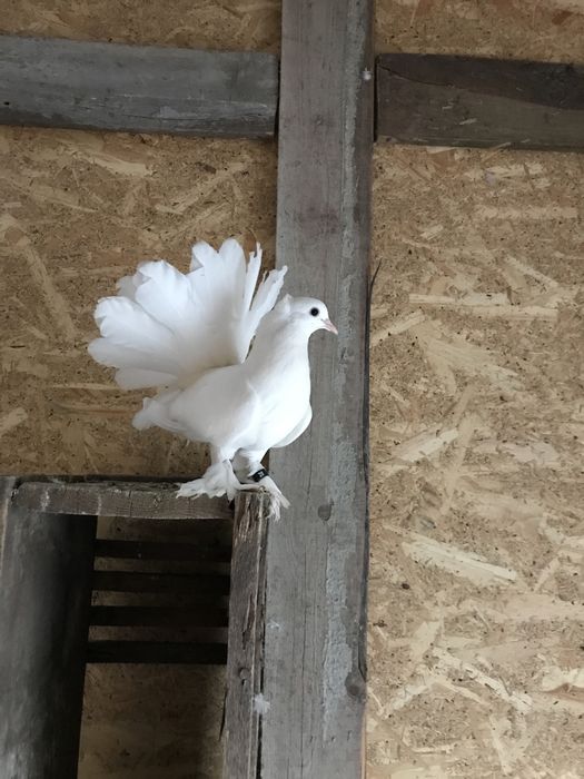Pui de maghiari si indieni!!