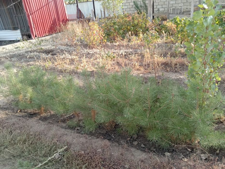 Продаю Саженцы Сосны.