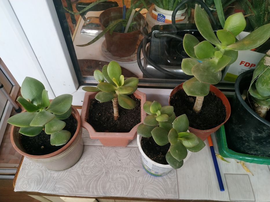 Продам Алоэ , Мелисса , Толстянка , Фикус.