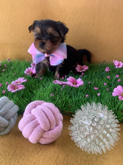 Йоркширски тепиер ,Йорки