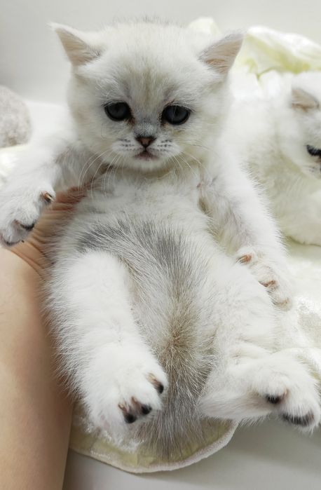 Британская КошЕчка, и КотиК