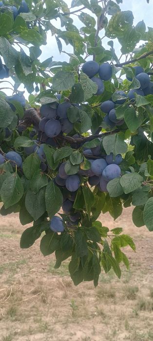 Prune de vanzare