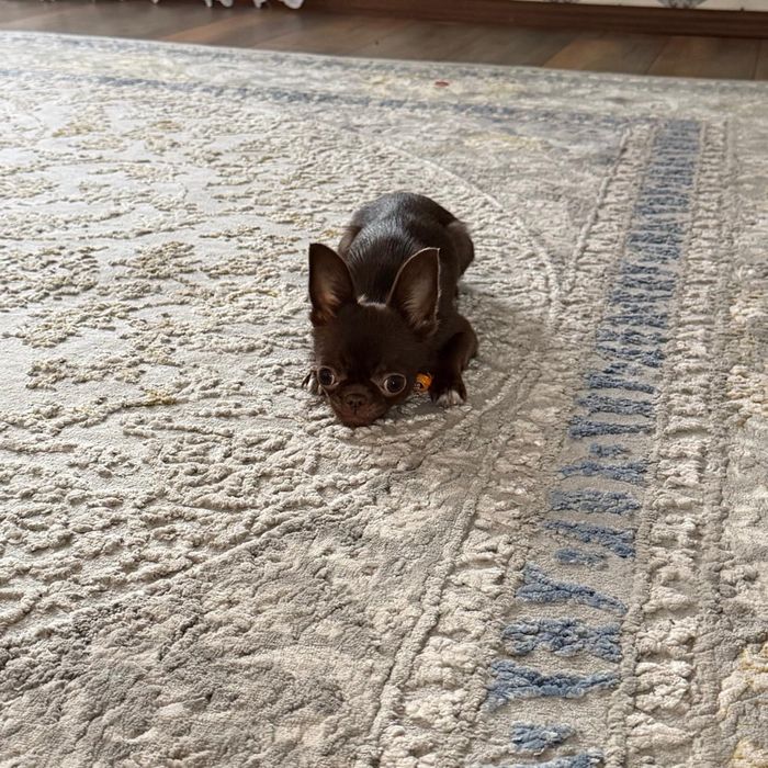 Продам чихуахуа.