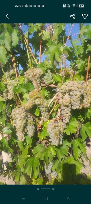 Vând struguri de vin