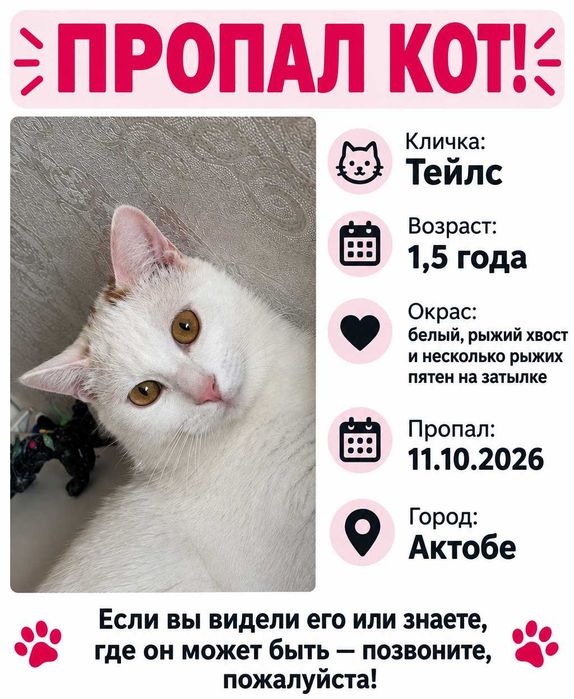 Пропал кастрированный кот