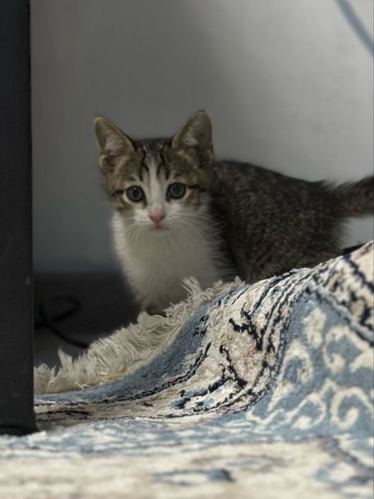 Отдам котенка мальчик
