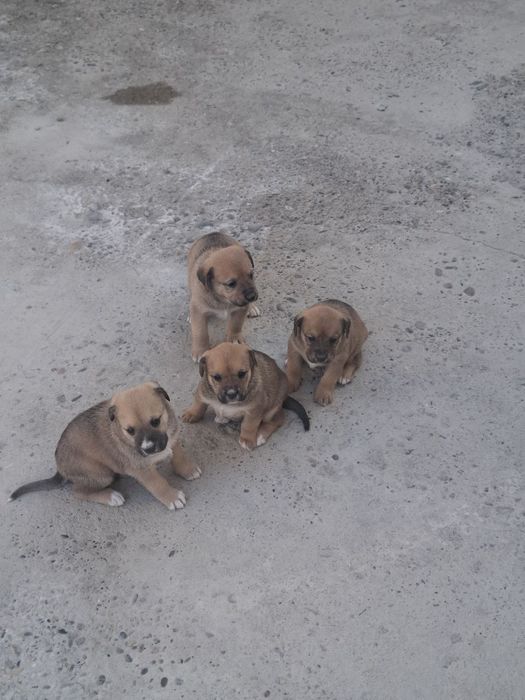 Щенки немецкого боксера kuchukchalar