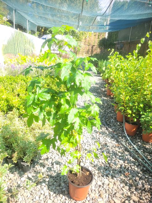 Arborele de guma, luquidambar styraciflua