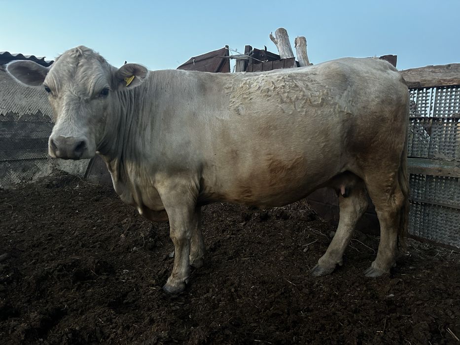 Продам две коровы