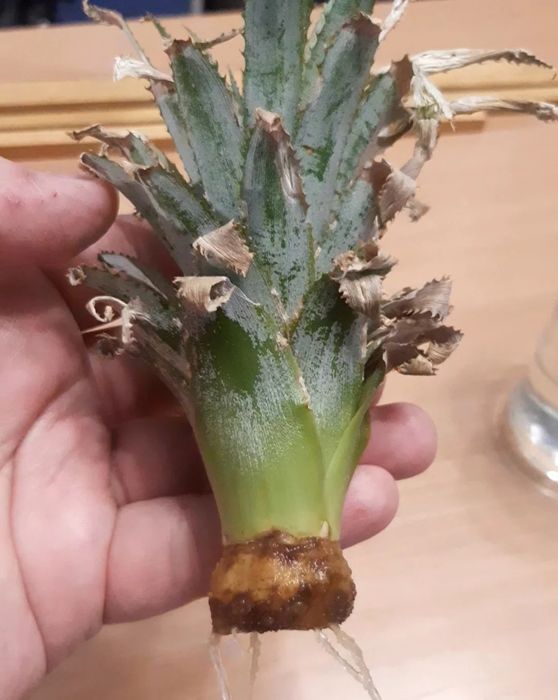 Укорененый ананас. Крупноплодный..