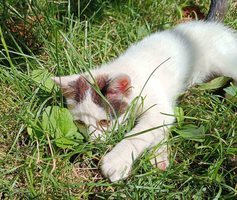 Котето Нана търси своя дом и любящ стопанин