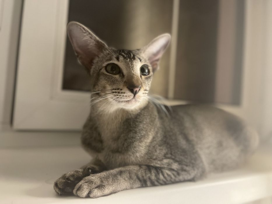 Вязка ориентальной кошки